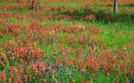 Wild Flowers and San Antonio Texas New Homes For Sale