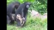 Funny Monkeys - Funny Animal Videos Compilation of the Funniest Animals