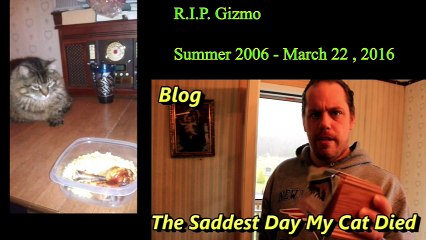 The Saddest Day My Cat Died