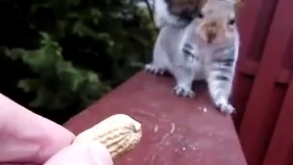 Очень хочется орешек. Смешные приколы белки