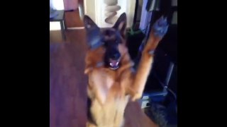 Funny German Shepherds Compilation -  Funny Animals, Funny Pets, Funniest Animals