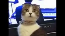 Funny Cat Fails