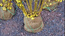 Establishing Forsythia  Shrubs as a Hedge     HH Farm