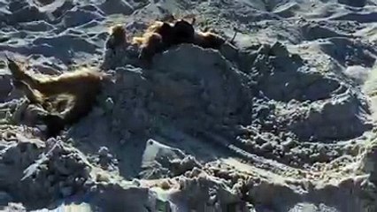 Dog Sleeps Buried In The Sand And Wearing Sunglasses