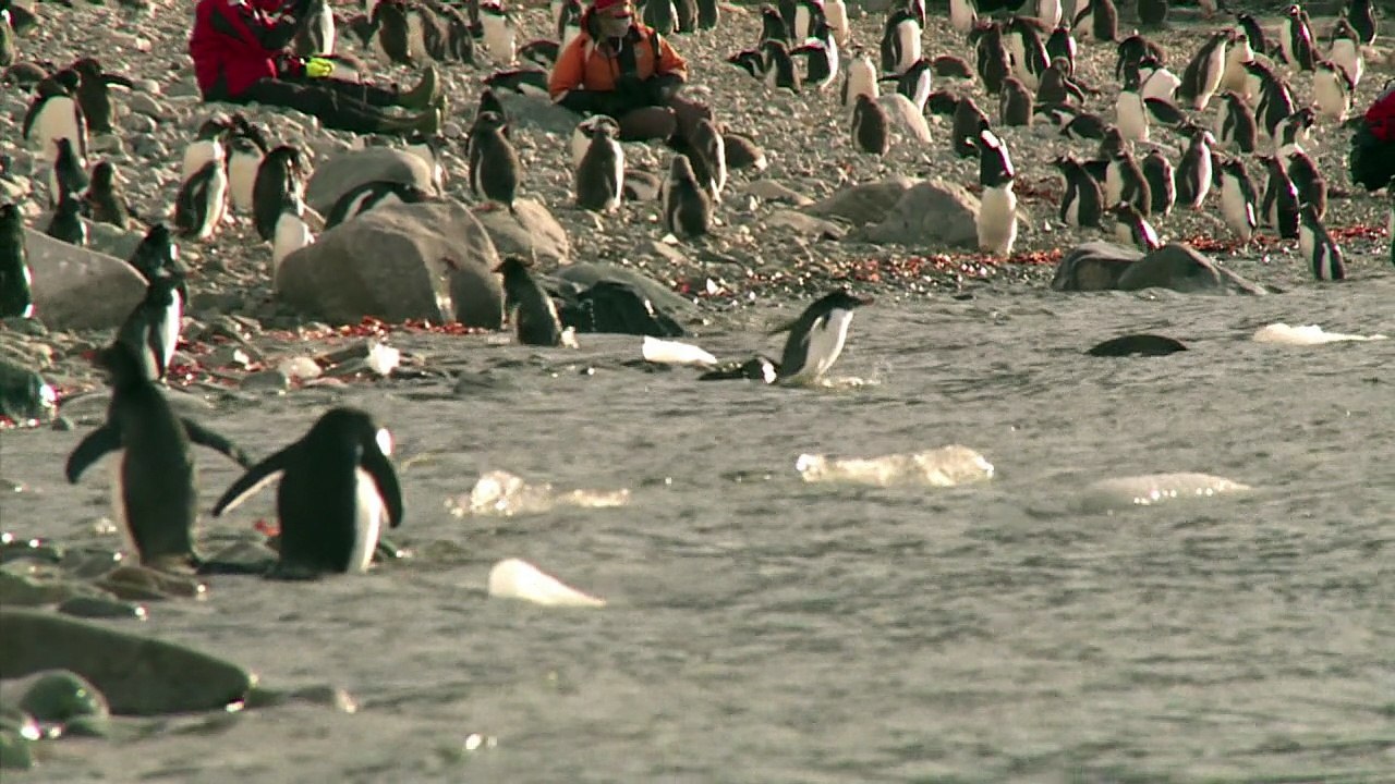 Manchots d'Antarctique recherchent crevettes