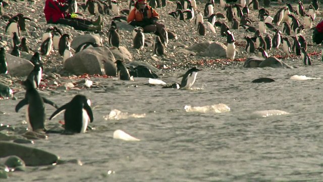 Manchots d'Antarctique recherchent crevettes