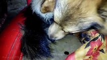Dog Giving Birth | Latest Dog Videos 2015 | Puppy Clips | Puppies | Dog Birth