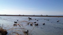 Duck Hunting cooper retrieving a Pintail