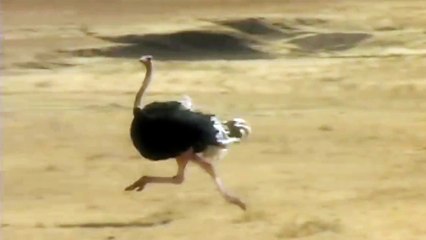 Running Animals  *Warning - Headless Chickens*