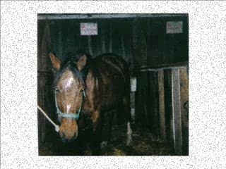 Chevaux