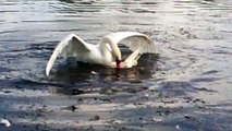 Real Angry Birds -- White Swans Fighting -- Bird Fight