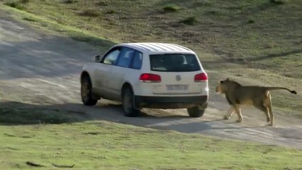 Funny Animal attacks on Humans Lions Attack a Car