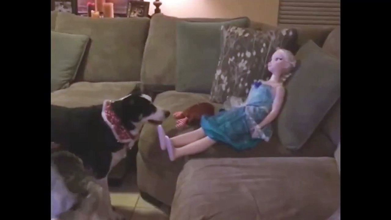 Ce chien va faire votre journée! Hilarant...