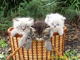 Kittens, So Happy Together