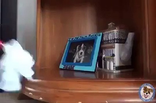 Useful Dog Must watch It's Amaizing