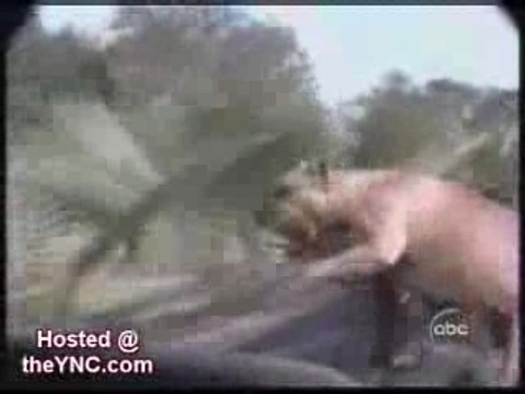 Bêtisier animaux chiens marrant