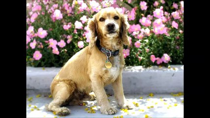 D-Clutter Bug - (785) 630-3377