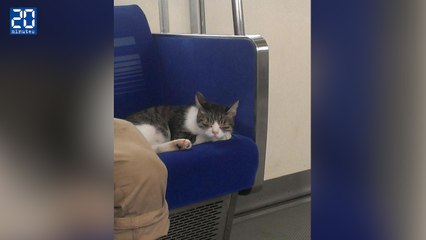 Au Japon un chat prend le train tout seul