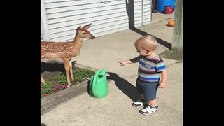 Baby Has Playdate With Baby Deer - Video Dailymotion