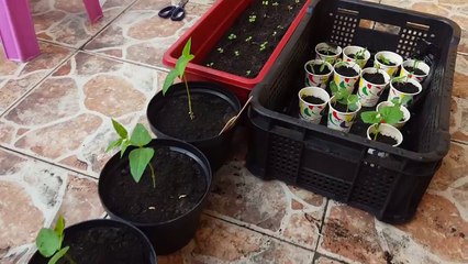 Making Trellis for Vine Crops - Long Beans, Cucumber and Ampalaya