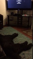 Televizyon kapanınca yatağına giden akıllı köpek