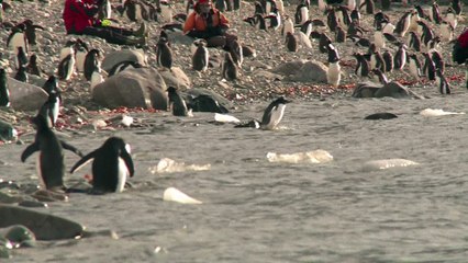 Manchots d'Antarctique recherchent crevettes