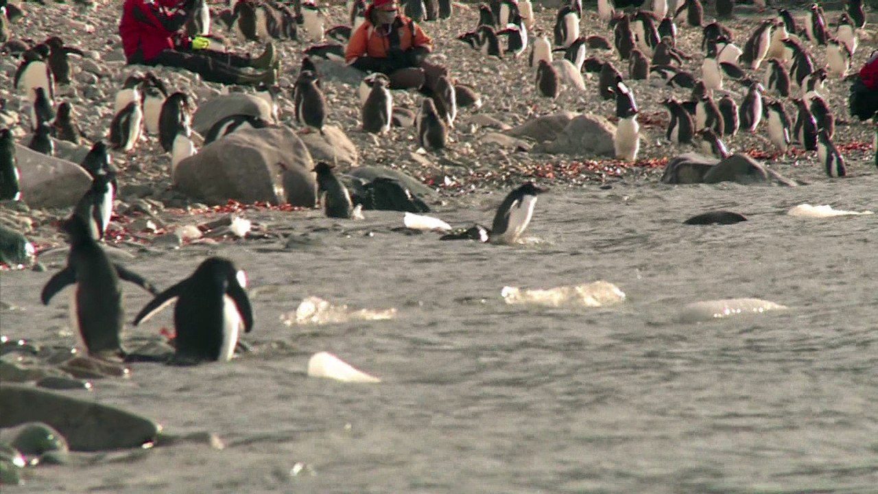 Manchots d'Antarctique recherchent crevettes