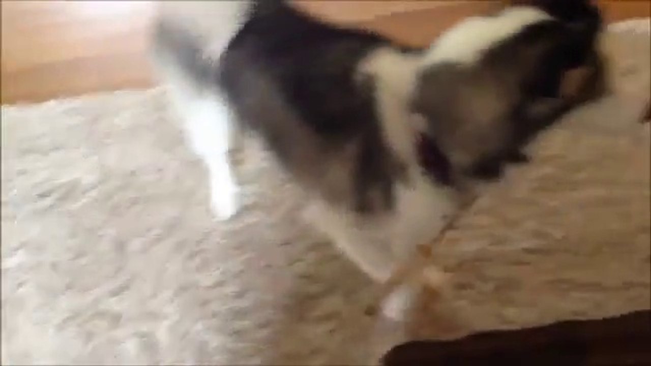 Première rencontre entre un husky et un bébé. Trop mignon