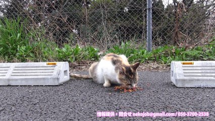 花見のニャンばって生きる猫くんたち