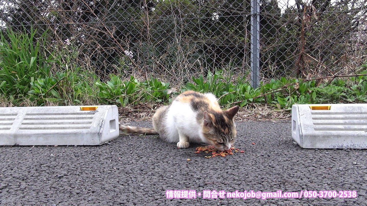 花見のニャンばって生きる猫くんたち