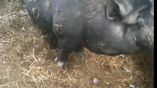 hiccups annoying and a pig