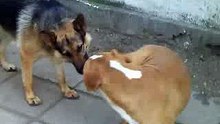 german shepherd attacks pitbull