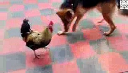 German Shepherd dog attack rooster and the results