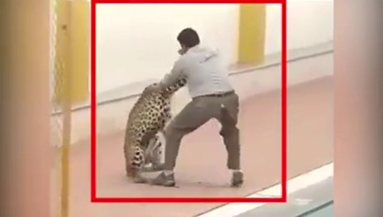 Tiger Enters in School