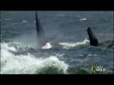 While crossing the Monterrey Bay, Gray Whales get attacked by a pod of Killer Whales