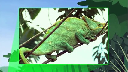 Wild Kratts - Chameleons Rule!