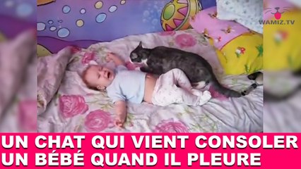 Un chat qui vient consoler un bébé quand il pleure ! Découvrez-le dans la minute chat #183