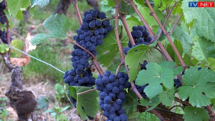 Les Vignerons Parisiens
