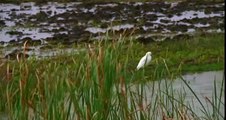 Seltsame Vogelwanderungen verwundern Forscher