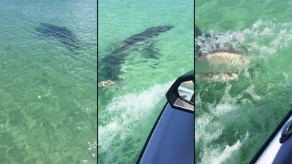 Un requin attaque un jet-ski !