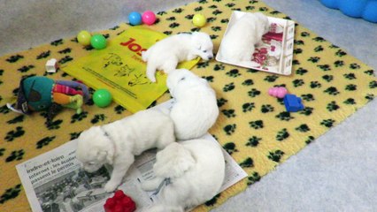 Apprentissage tactile des chiots à J15