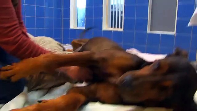 E' stata incatenata per anni, ma l'abbraccio con la nuova famiglia è davvero commovente!