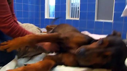 E' stata incatenata per anni, ma l'abbraccio con la nuova famiglia è davvero commovente!
