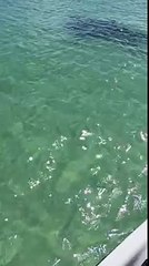 Un requin attaque un jet ski .