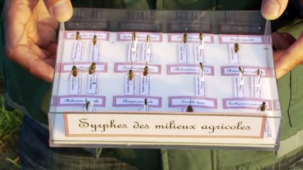 La biodiversité au service de la réduction des intrants