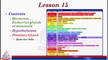 Endocrine Glands of Mammals Hormones ( Hypothalamus )