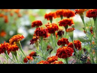 Jardiner naturel au potager