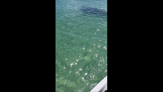 Un couple en jet ski se fait attaquer par un requin
