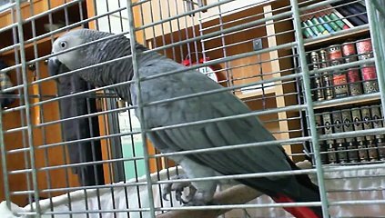 african grey parrot playing