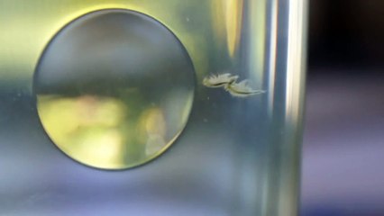 Sea Monkey Threesome 1080p HD